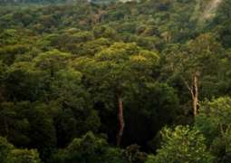 It will take three centuries to enlist trees in Amazon's forests, experts