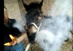 Donkey becomes a smoking addict