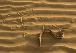 110 people died of Snake's poison in Thar