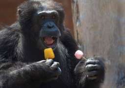 Gorillas enjoy ice lollies to cope with heat wave