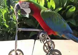 Chinese Macaw will ride a bicycle