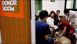 Taiwan establishes Dog's Blood bank