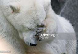 Sad Polar bear found in Chinese Shopping mall