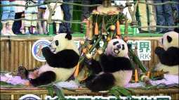Panda’s second birthday was celebrated with fervor in China