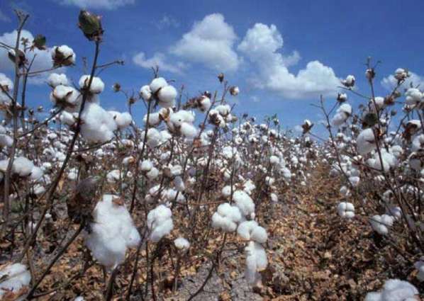 Spot rates of cotton (Crop 2015-2016)