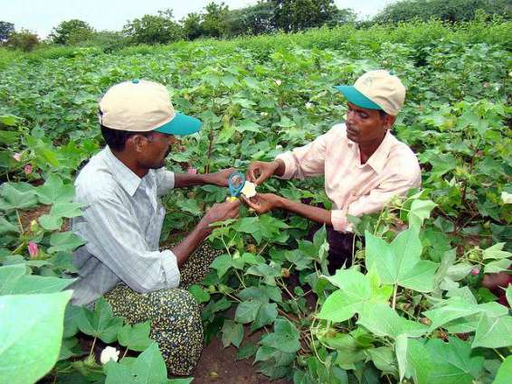 Guidelines for farmers to save cotton from rains