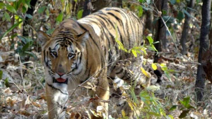 Mystery of missing Jai, India's most beloved tiger