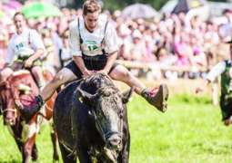 Unique Bull Race held in Germany