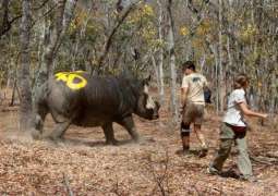 Zimbabwe: Planning to dehorn National Park’s 100 Rhinos to prevent from hunting