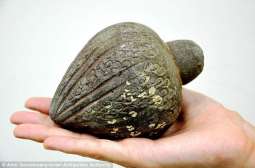 Seven hundred years old hand grenade discovered