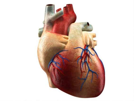 Scientists control heart cells with laser