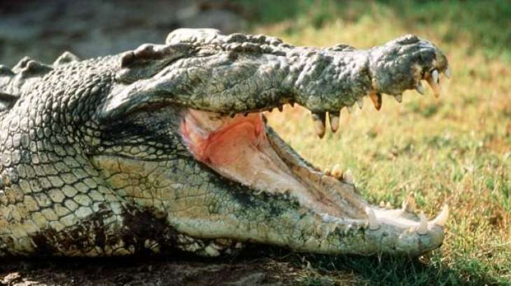 Indonesian crocodile catchers to snap up prizes