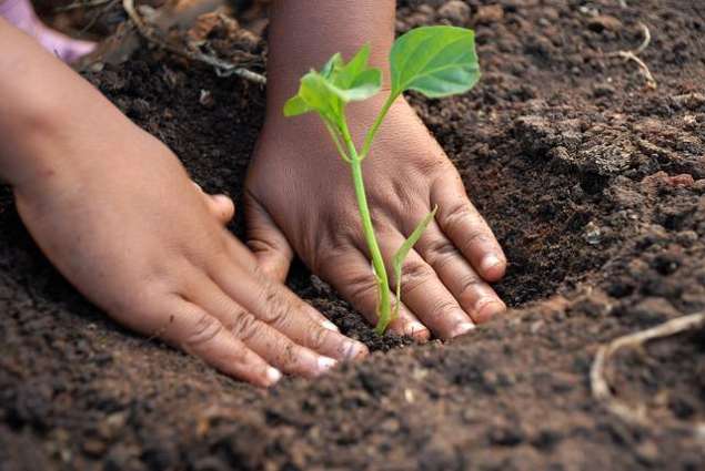 The Monsoon Tree Plantation campaign starting today in Punjab