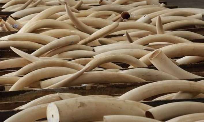 Cambodia seizes 600 kilograms of ivory from Africa