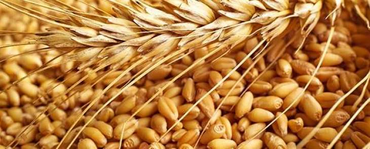 French wheat output headed for 30-year low