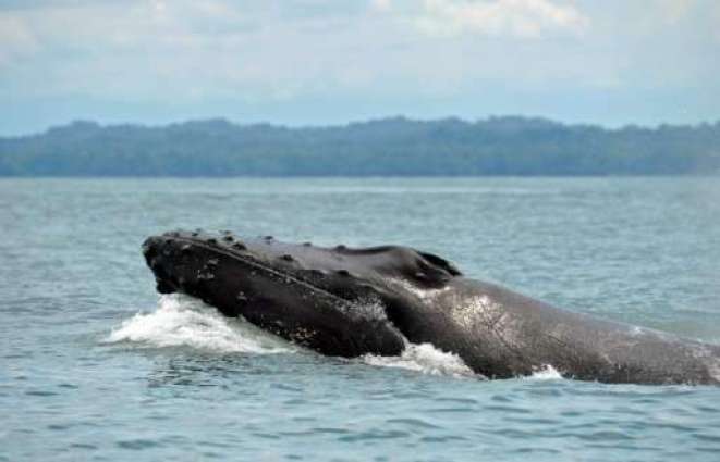 When ships pass, whales eat less: study
