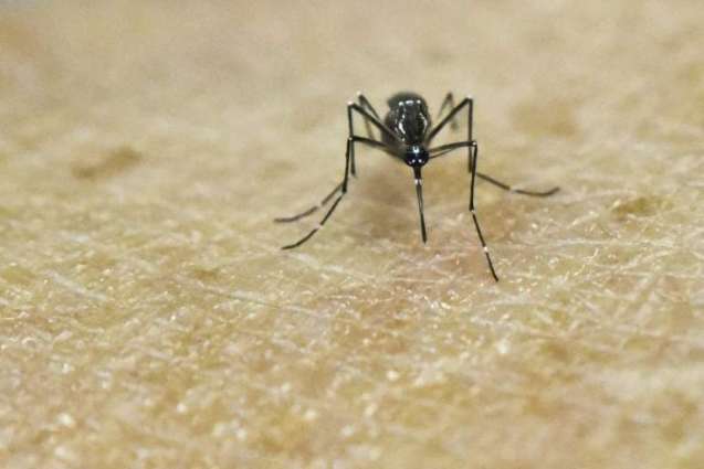 Mosquito traps laced with human scent help fight malaria