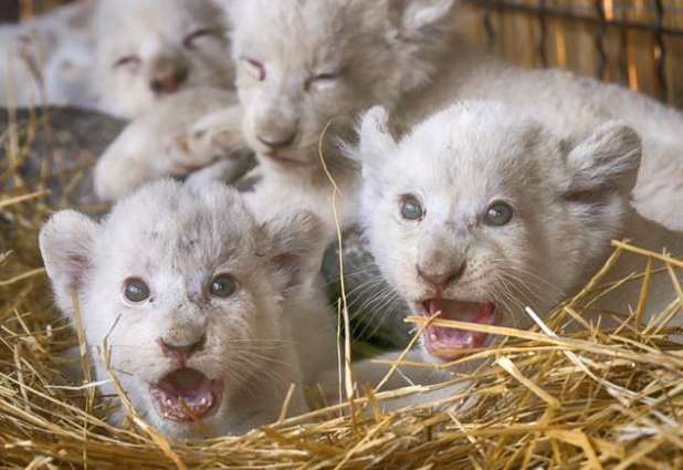 Ukraine:  5 white tiger cubs have been showcased