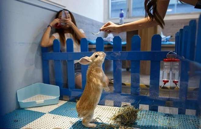 Rabbit Island café opened in Hong Kong