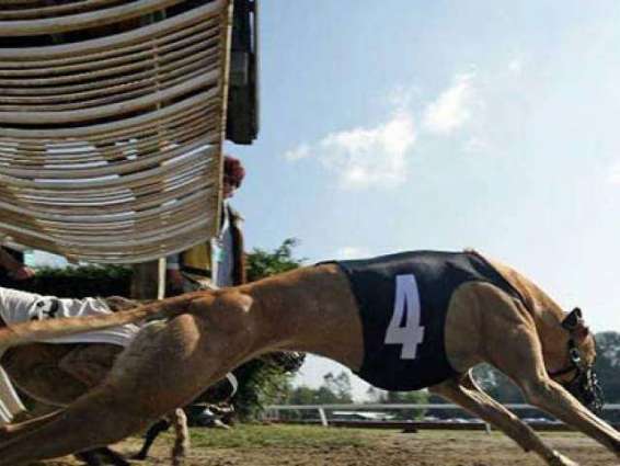 Uproar as Australian state bans greyhound racing