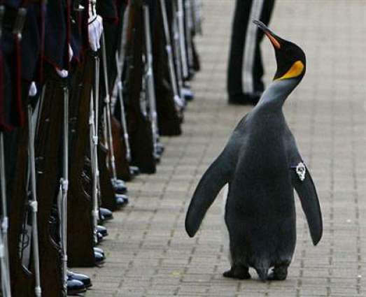 Norway: Penguin became an Army Brigadier in Oslo
