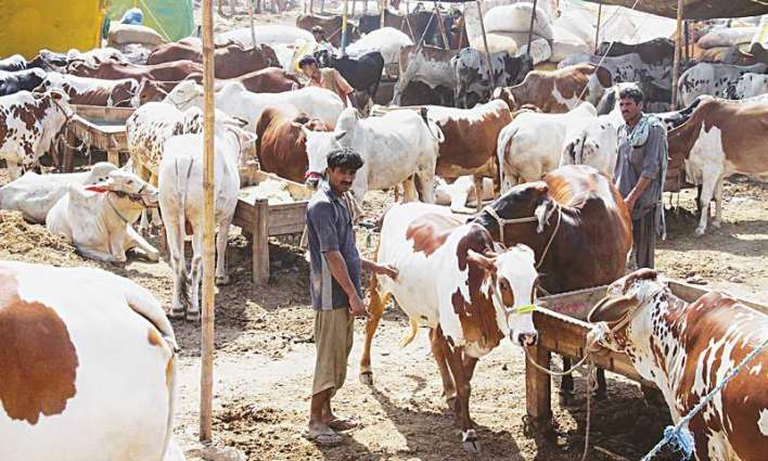 Animal buying starts for Eid-ul-Azha