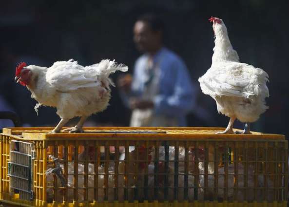 Togo announces campaign to combat bird flu outbreak