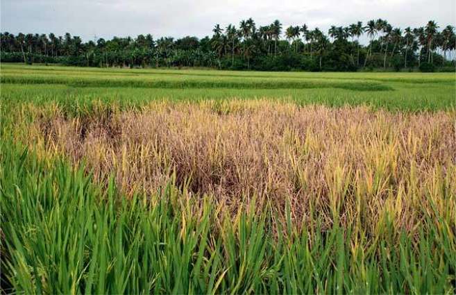 Timely measures necessary to protect rice crop from insects