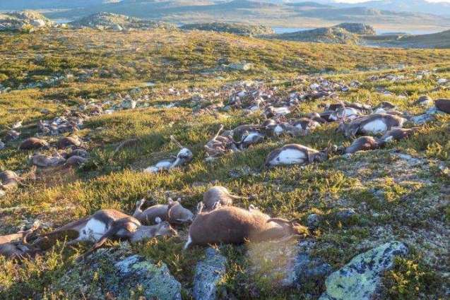 More than 300 reindeer killed by lightning in Norway