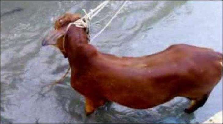 Karachi: A sacrificial bull fell in sewerage drain