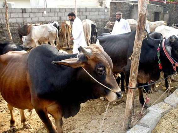 Sacrificial animals sale banned in cantt areas