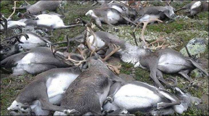 Lightning killed more than 300 Reindeer in Norway