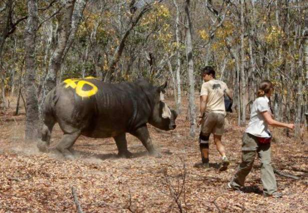 Zimbabwe: Planning to dehorn National Park’s 100 Rhinos to prevent from hunting