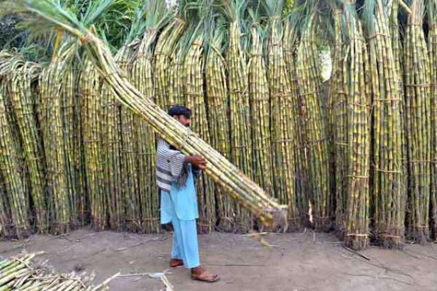 Sugarcane should be cultivated in Sept for bumper crop