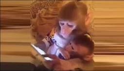 Chinese monkey turned out crazy for mobile phone