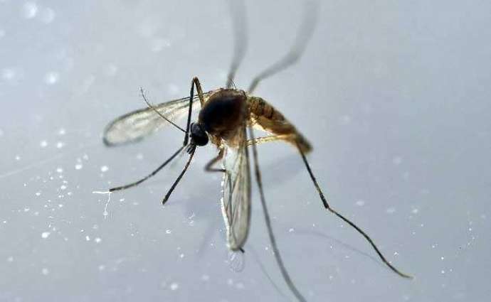 2.6 billion people in Zika risk areas in Africa, Asia: study