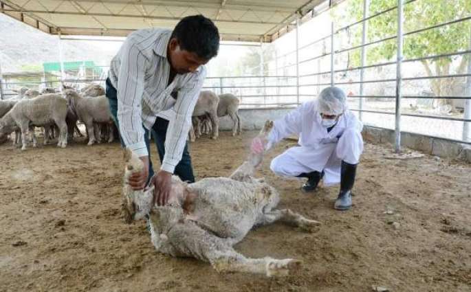 Livestock to set up Congo virus screening post 