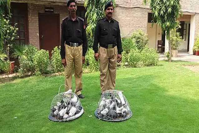 1 arrested for smuggling rare breed pigeons at Lahore airport