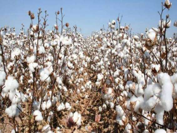 Overall situation of cotton crop satisfactory 