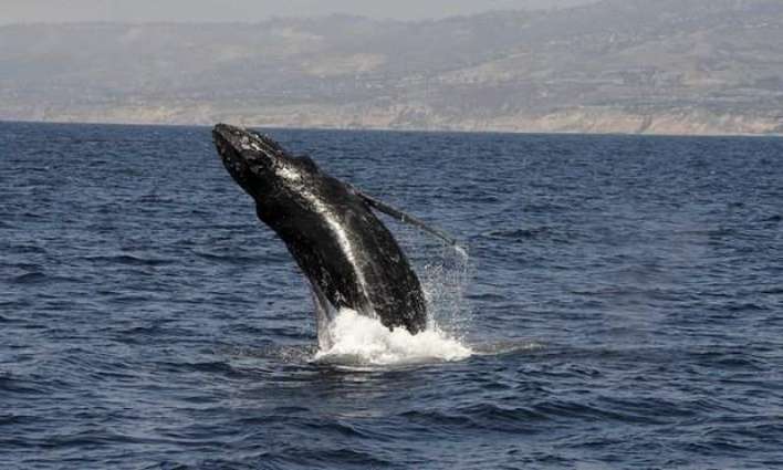 Most humpback whales taken off US endangered species list 