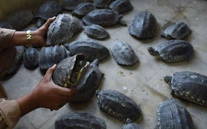 Sukker: WWF-Pakistan rescued 780 turtles from Karachi
