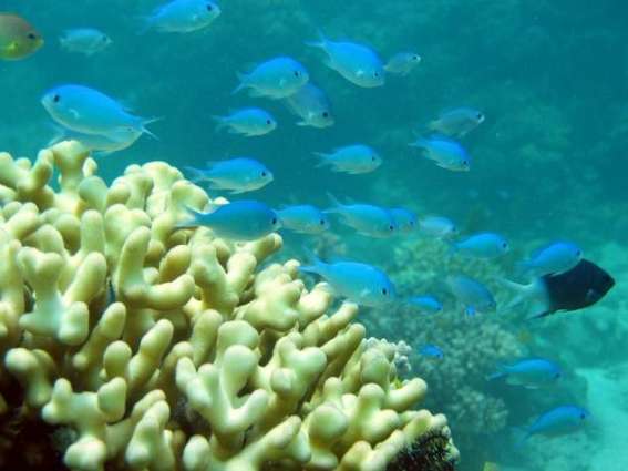 Coral fish stress out if separated from 'shoal-mates' 