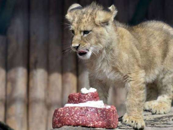 Bangladesh zoo throws wedding for lions with meat cake 