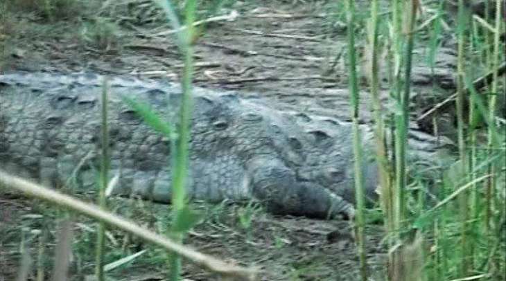 Crocodile injured a small girl in Sukkur