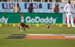 Dog stops Second Test Match between England and India