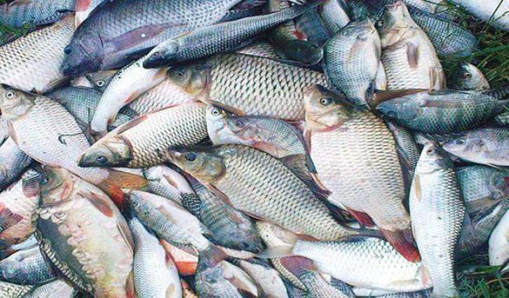 Fish exports increase 14 per cent in four months 