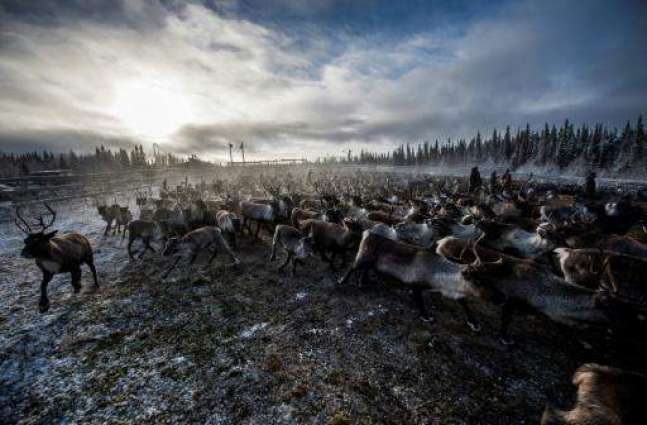 A reindeer's perilous journey in Swedish Lapland 