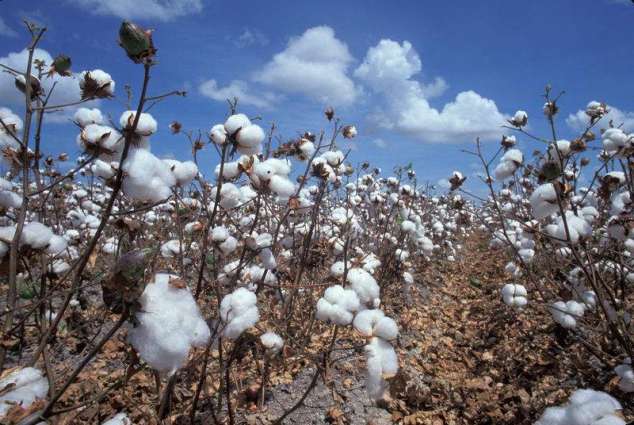 International seminar on cotton likely in January 