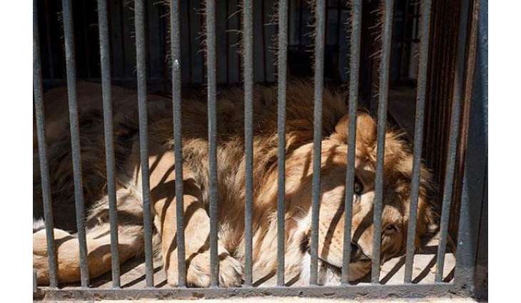 Man killed by lions in Chinese zoo