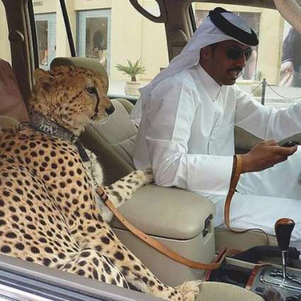 متحدہ عرب امارات وچ شیر تے چیتے ورگے جنوراں نوں پالتو جنور دے طور اُتے رکھنا غیر قانونی قرار